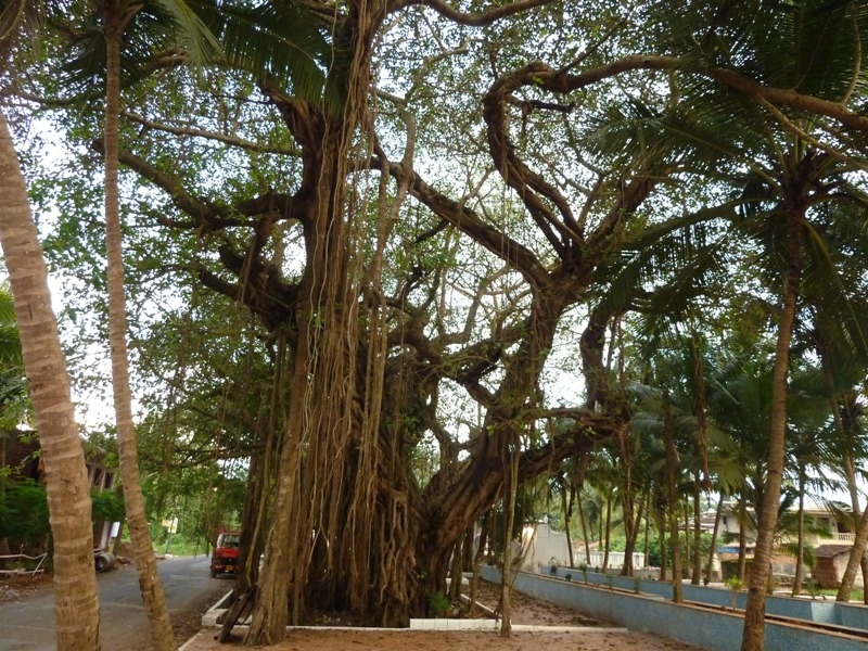 ...toller Baum am Weg vom Varca Beach zurueck zumr Unterkunft...