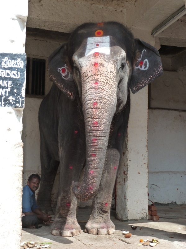 Elefant von Hampi dieser Elefant hat uns gegen eine Spende von 2 Rupien, durch einen Klaps auf den Kopf gesegnet