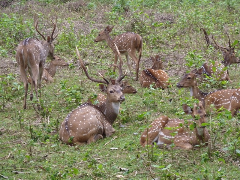 Wild (Nargahole National Park), ....da hat das Bambi noch gelebt....