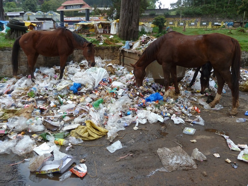 ...schreckliches Bild, Pferde in Ooty