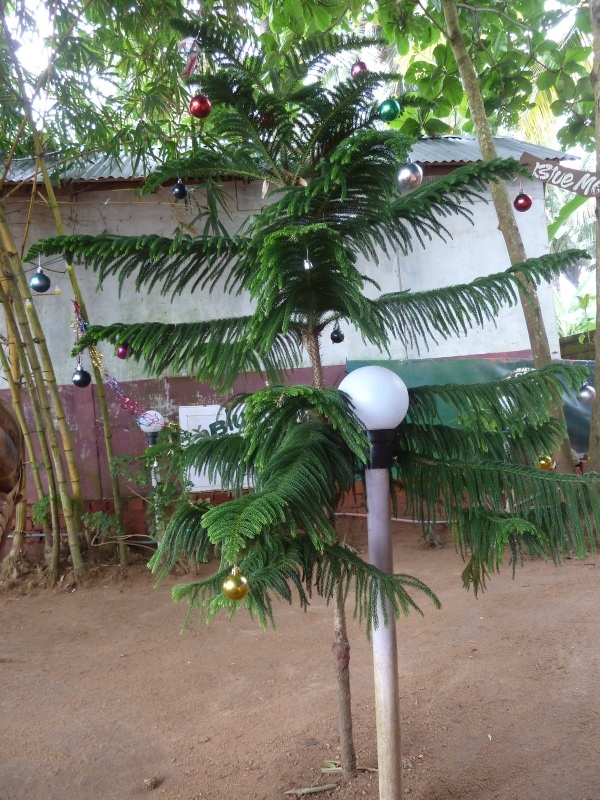 auch wir haben einen Weihnachtsbaum ;)