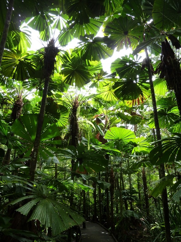 Boardwalk bei Cape Tribulation