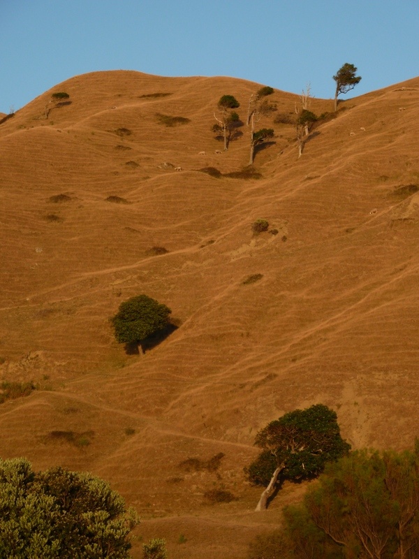 Morgenroete, Gisborne