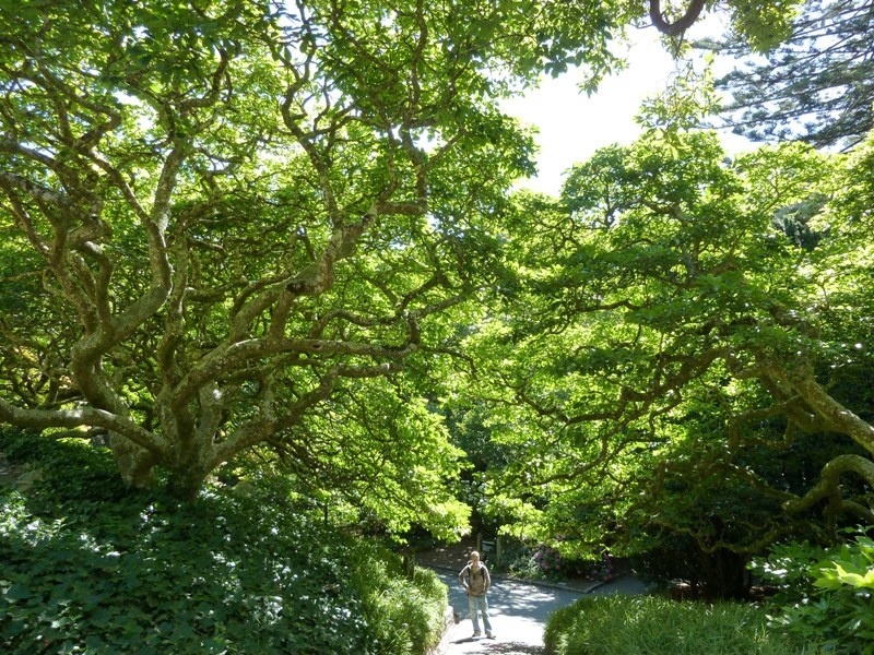 Botanical Garden, Wellington