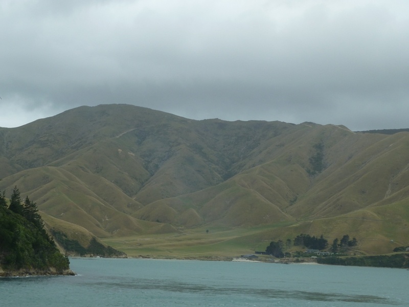 Faehr-Fahrt nach Picton (Suedinsel) durch die "Marlborough Sounds"