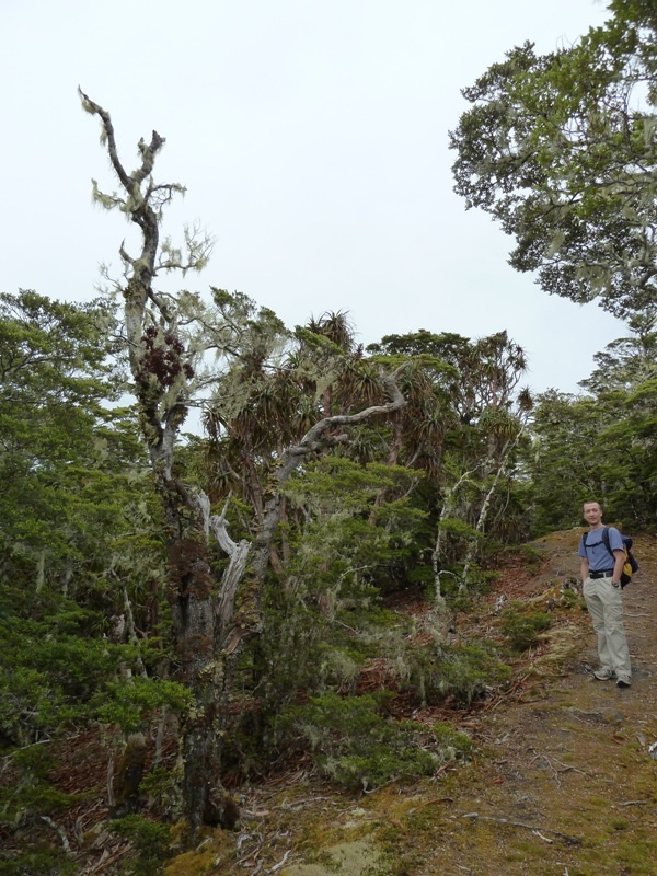 Wanderung auf den "Mount Lodgestone", Kahurangi National Park