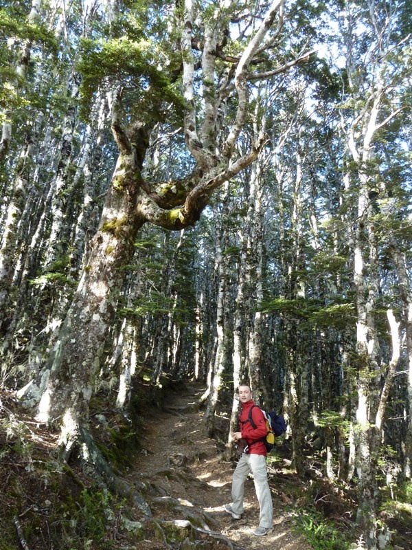 Rundwanderweg auf den "Mount Robert", Nelson Lake National Park