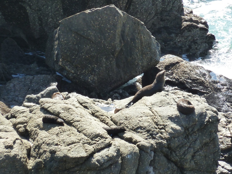 Seal Colony, Naehe "Tauranga Bay" bei Cape Foulwind