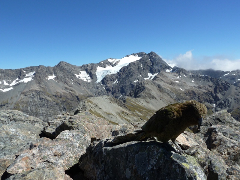 Tolle Ausblicke und Bergpapageien (Kea) ueberall :-)