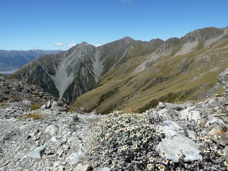 ...auch der Abstieg war beeindruckend - ueberall TEPPICHE von Edelweiss!