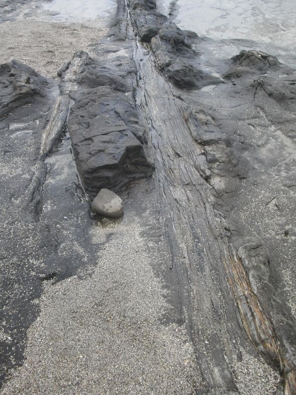 170 Millionen Jahre alter versteinerter Baumstamm