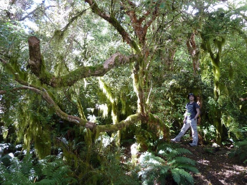 Walk auf den "Lavericks Peak", Banks Peninsula