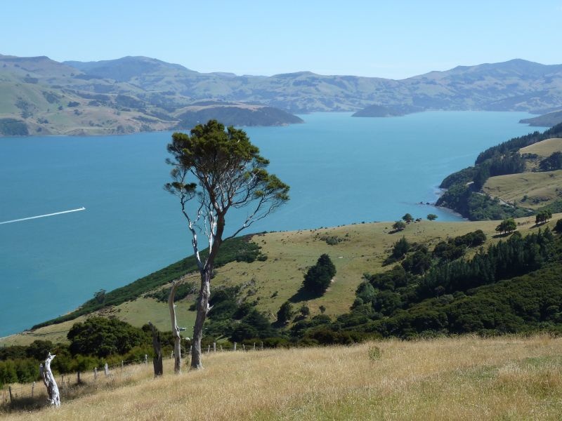 Walk zum "Nikau Palm Gully Reserve", Banks Peninsula