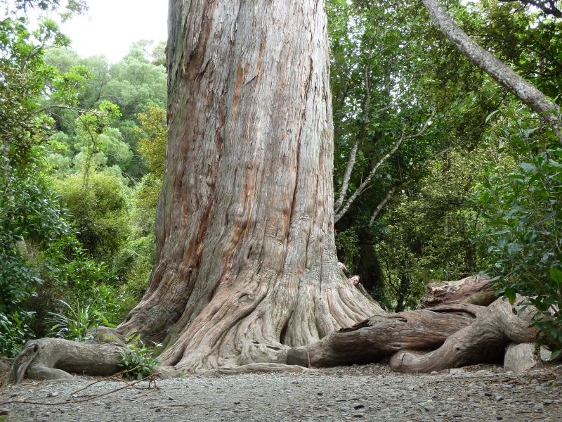 1000 Jahre alter Baum am "Big Tree Walk", Peel Forest
