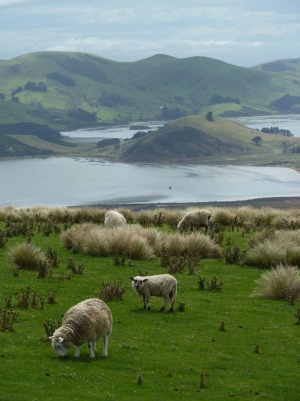 kurzer Rundwanderweg "Lovers Leap", Otago Peninsula