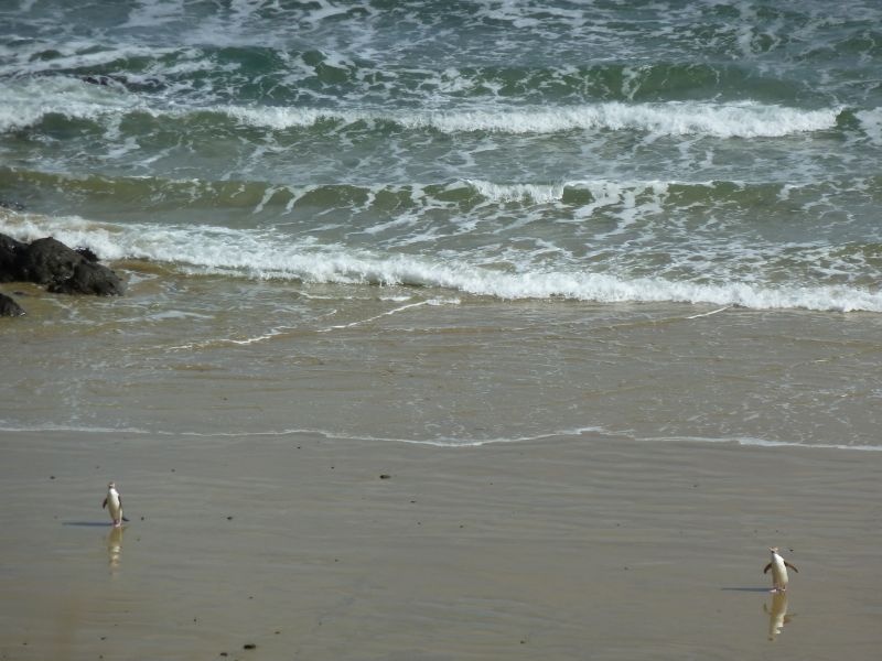 ...die ersten Heimkoemmlinge :), Roaring Bay an der "Catlins Coast"