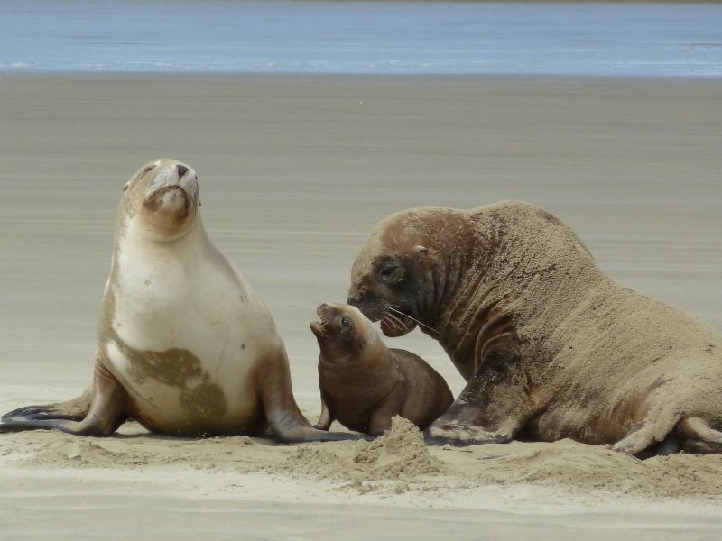 ...kleine suesse Seeloewen-Family :)), Surat Bay an der Catlins Coast