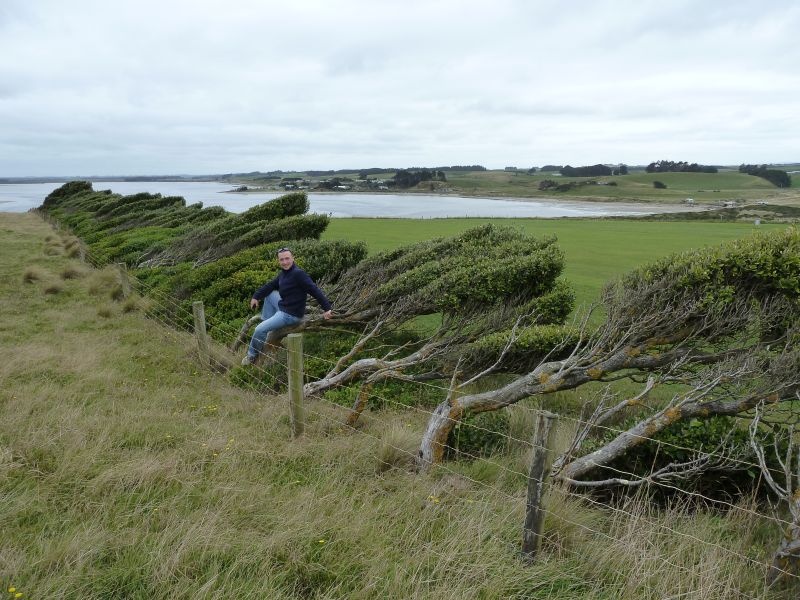 windzersauste Baeume bei Fortrose