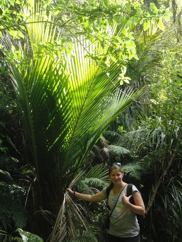 am "Kauri Grove Walk" an der "Route 309"