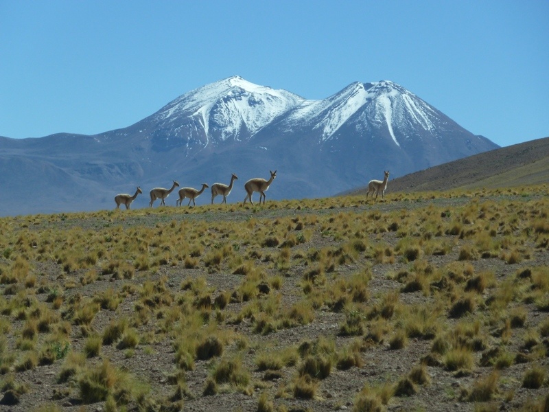 die schoenen Vicuñas