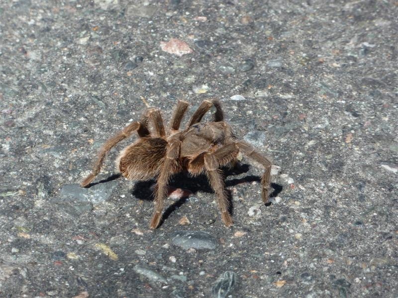 Vogelspinne Nr. 2 am Weg nach Tafi de Valle